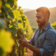 Vignoble ensoleille avec un œnologue inspectant des raisins mûrs